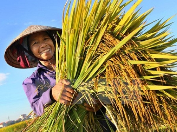 <br> Loạt bài: NÔNG DÂN – VỊ THẾ NGƯỜI LÀM CHỦ NÔNG NGHIỆP, NÔNG THÔN<br> Bài 3: Nông dân - Vị thế người làm chủ nông nghiệp, nông thôn <br> (19/10/2022)